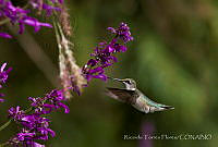 RTF006 Archilochus colubris.jpg