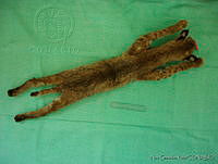 NGR0052 Lynx rufus.jpg