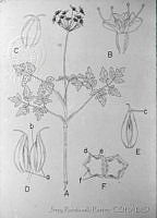 3025 Arracacia atropurpurea.jpg