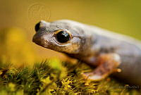 EGP11 Bolitoglossa flavimembris.jpg