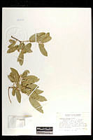 101800 Quercus grisea.jpg