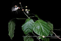 Atleq 0735 Capparis sp..jpg