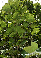 PJB ME014 061 Coccoloba pubescens.JPG