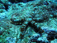 VDLCF0535 Copidaster lymani.jpg