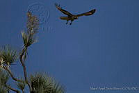MASM00649 Buteo jamaicensis.jpg