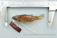 RQTG2282 Dormitator latifrons.jpg