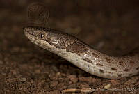 MASM01916 Hypsiglena sp..jpg
