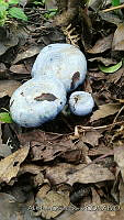 AGS01 Lactarius indigo.JPG