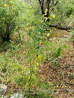 LI005 0154 Senna pallida.jpg