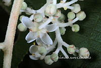 ME010 JA 00642 Saurauia.JPG