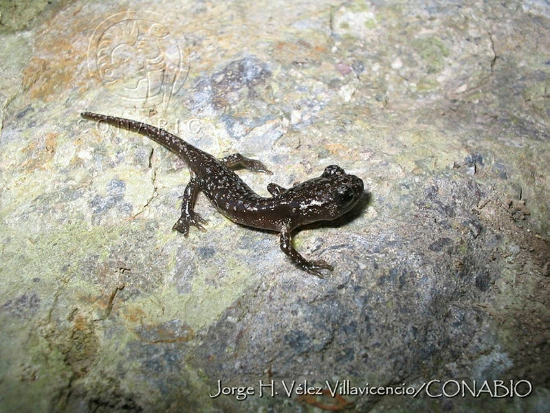 JHVV0001%20Aneides%20lugubris.jpg.jyfrvsH6MaGxPyVhQA3g0JtbmFja29CbnFuZ3NAbXJ6LGtwZwA.IVhQqB69ev