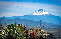 FBA1104 Agave cupreata.jpg