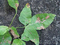 SHSM0057 Amphipterygium adstringens.jpg