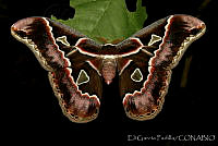 EGP0090 Rothschildia sp..jpg