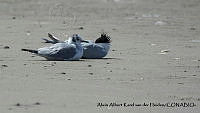 AAKVDH 0111 Chroicocephalus philadelphia.JPG