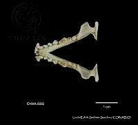 LESS 0380 Spilogale p. Angustrifons.JPG