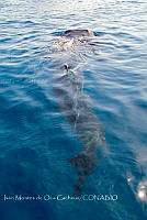 IMDOC6019 Rhincodon typus.jpg