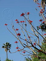 CGL0913 Erythrina americana.jpg