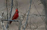 AAKVDH 0472 Cardinalis cardinalis.JPG