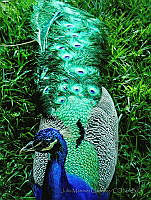 JMG02 Pavo cristatus.jpg