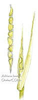 AIO 075 Zea mays subsp parviglumis.jpg
