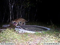 MAGB 0213 Panthera onca.JPG