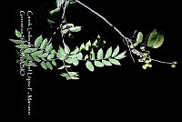 Zoqui 0199 Sapindus saponaria.jpg