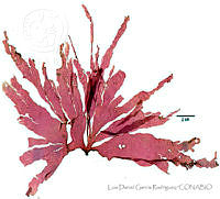 LDGR023 Kallymenia baldwinii.jpg
