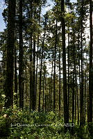 IDG1760 Bosque de pinos.jpg