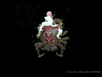 CMGV0137 Coryrhynchus vestitus.jpg