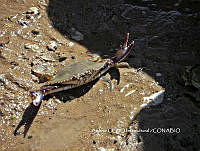 NBA0069 Callinectes bellicosus.JPG