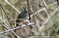 AAKVDH 0033 Pipilo chlorurus.JPG
