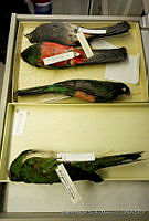 MASM04539 Trogon massena.jpg