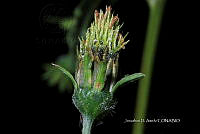 Hueyap 0375 Bidens sp..jpg