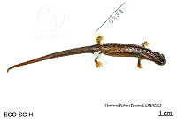 ME006 herp SCLC 0261 Bolitoglossa rostrata - (Brocchi, 1883).jpg