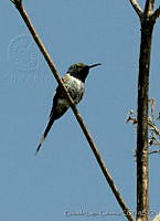 ELC0116 Tilmatura dupontii.jpg