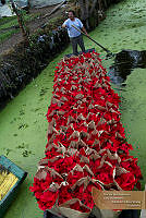 35_ARS00538 Euphorbia pulcherrima.jpg