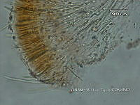 KT016 0043 Rivularia sp..jpg