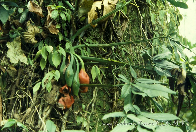 3908%20Syngonium%20podophyllum.jpg.nyfkz5P0MblfMXlhQA3g0JtbmFja29CbnFuZ3NAbXJ6LGtwZwA.cqLHquqBQ3