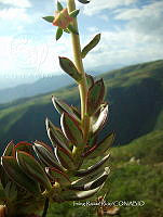 IRR 0376 Echeveria.jpg