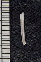 KT014 0141 Tesseracme hancocki.JPG