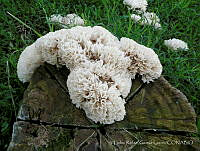 TRGL001 Sparassis crispa.jpg