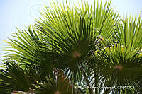 RRR0961 Washingtonia filifera.jpg