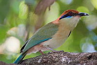 ACR0035 Momotus mexicanus.jpg