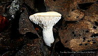 FHS001 Hydnum repandum.jpg