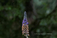 IDG1781 Lupinus aschenbornii.jpg