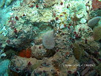 NE018 0683 Lima caribaea.jpg