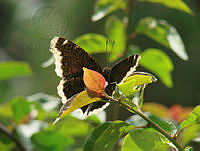 Nymphalis antiopa33.jpg