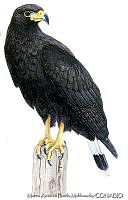 MAPM0010 Buteogallus anthracinus.jpg