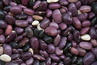 IMDOC2034 Phaseolus vulgaris.jpg